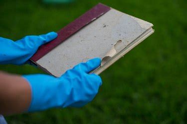 how to clean mold off books: does the smell of lavender really help?